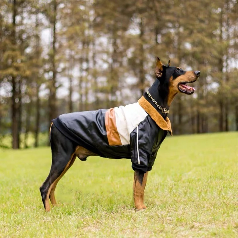 Do Dobermans Need A Coat In Winter