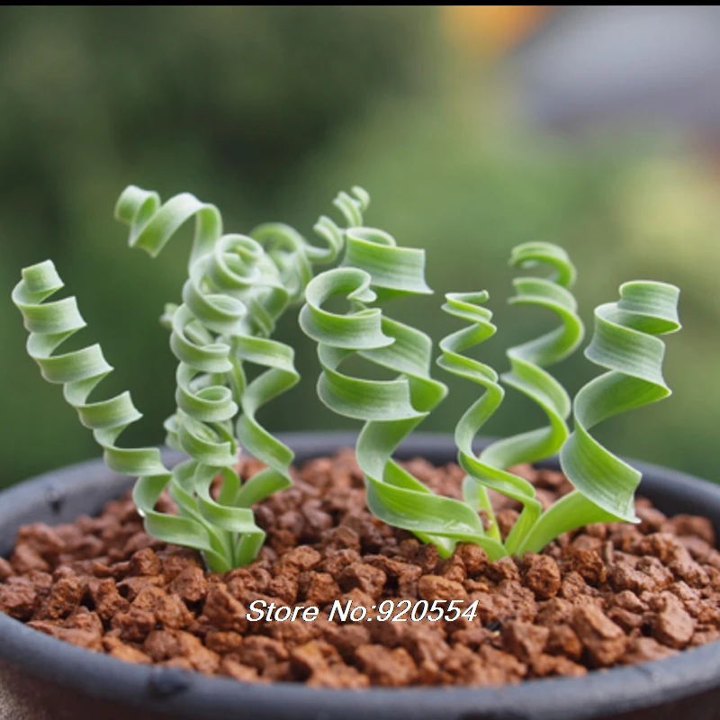 Импортные 5 шт. Albuca concordiana Волшебные цветы домашний сад