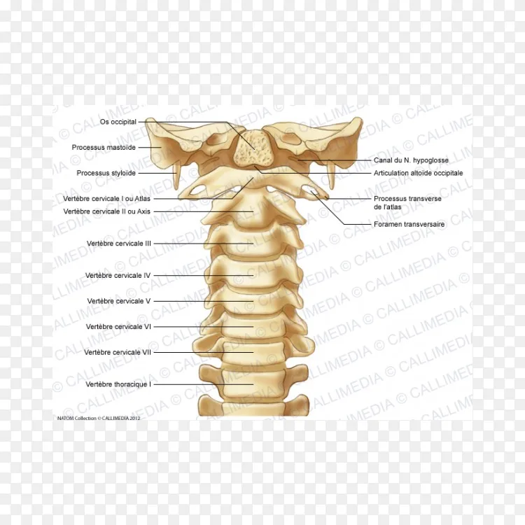 颈椎脊柱寰椎解剖骨颈椎寰椎png图片素材免费下载 图片编号 Png素材网