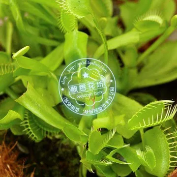 Акция только сегодня!$0,6 получить 2000 шт Dionaea muscipola гигантский зажим Венера Flytrap Сад бонсай растения Цветок Флорес