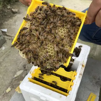 

Bee Hive Beekeeping King Box Pollination Box Foam Frames Beekeeping Tool Kit