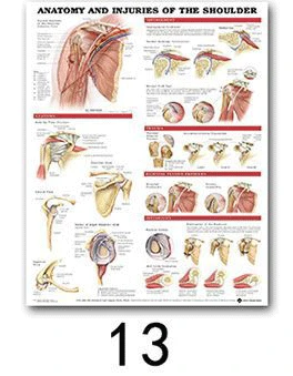 Анатомия человека, система мышц, художественный плакат, печать, карта тела, шелковая Живопись, настенные картины для медицинского образования, офиса, домашнего декора - Цвет: 13