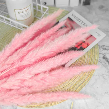 

30pcsReed Dried Pampas Grass Pink Dried Flowers Decoration Art Ins Decoration Bei Europfine Decoration Shooting Props