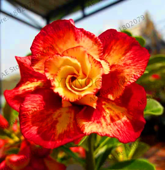 Лидер продаж! 1 шт./пакет разноцветные роза пустыни Флорес роза пустыни растения, бонсай Плант для дома и сада посадки, легко t