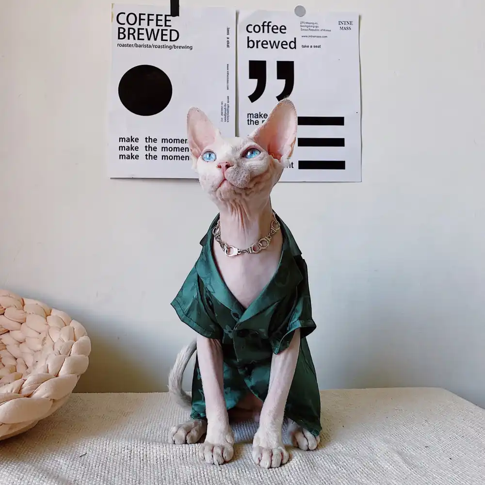 cat clothes aliexpress