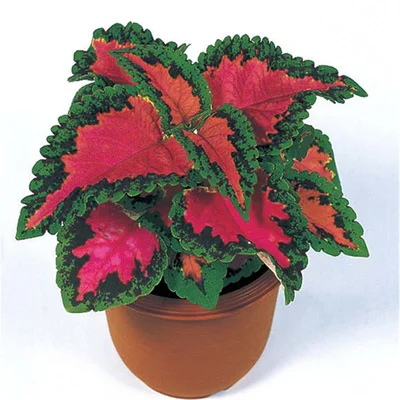 50 шт. свежий настоящий Plectranthus scutellarioides Лист S 1-25