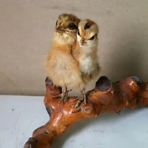 Декоративный цыпленок Taxidermy с 2 головками птица Модель № 1|Платки и полотенца| |