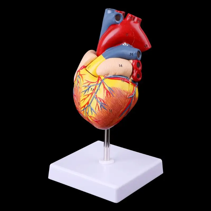 Modelo anatômico desmontado do coração humano, ferramenta ensinando médica