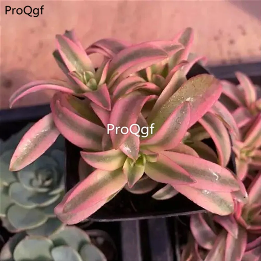 Ngryise 1 шт. набор Crassula Campfire кластер
