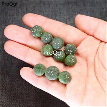 

Ngryise 10Pcs A Set random succulent