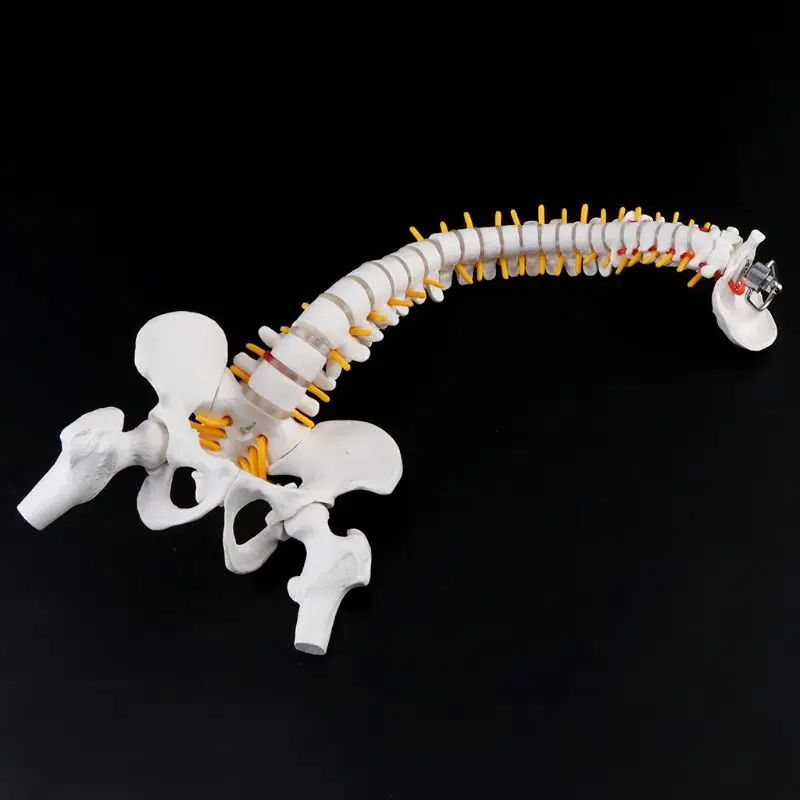 45cm Flexible Human Spinal Column Vertebral Lumbar Curve Anatomical Model Anatomy Spine Medical Teaching Tool