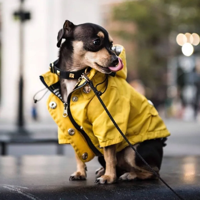 

Dog Raincoat Big Large Pet Hoodie Waterproof Puppy Coat Small Dog Jacket Striped Clothes For Bulldog Huskie Welsh Corgi Pug