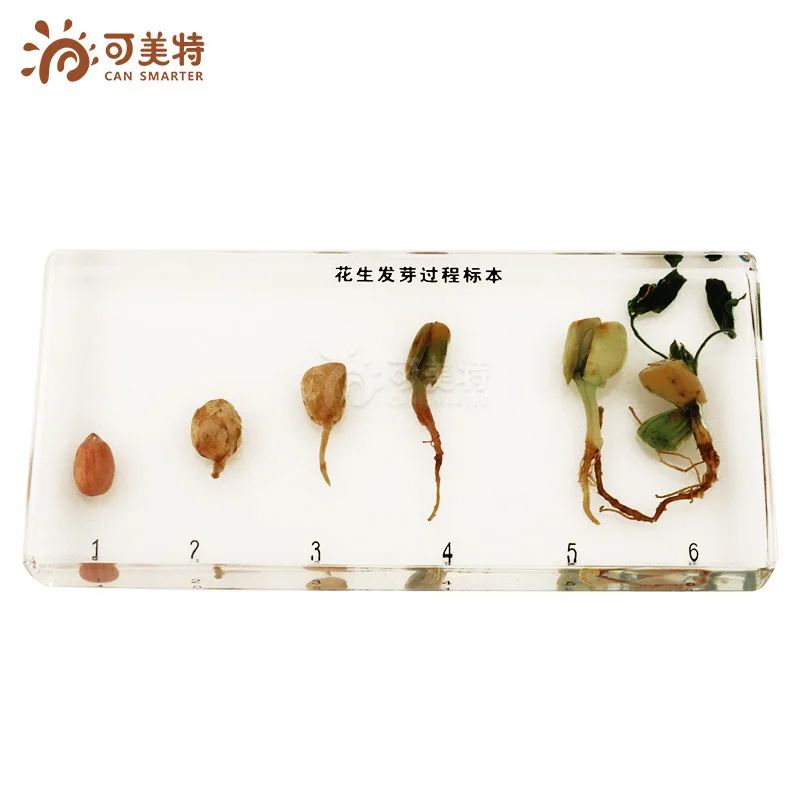 

Montessori/Montessori Teaching Aids Animal Specimen Plant Specimen Resin Specimen