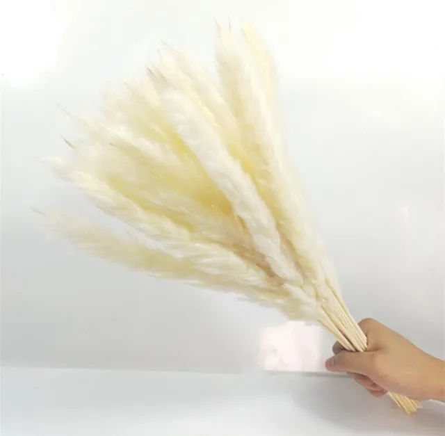 15Pcs Dried Reed Flower Arrangement Natural Pampas Grass For  Modern Home Decoration Party Backdrops Wedding Supplies beige