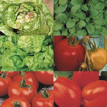 

120pcs/set Vegetable Seeds Backyard Greens Lettuce Seeds Garden Supplies