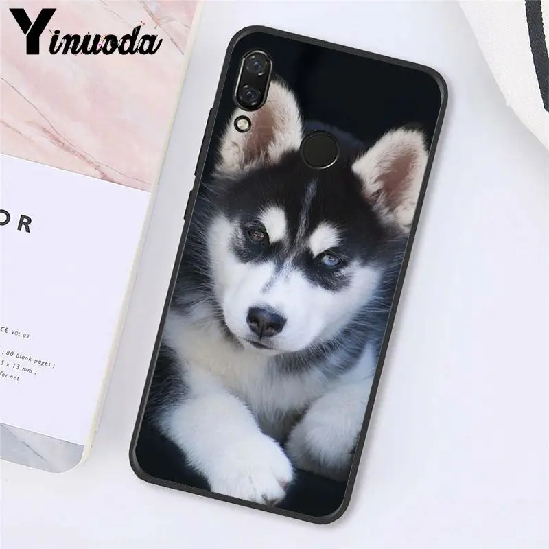 Animal Husky cute Puppy Dog 