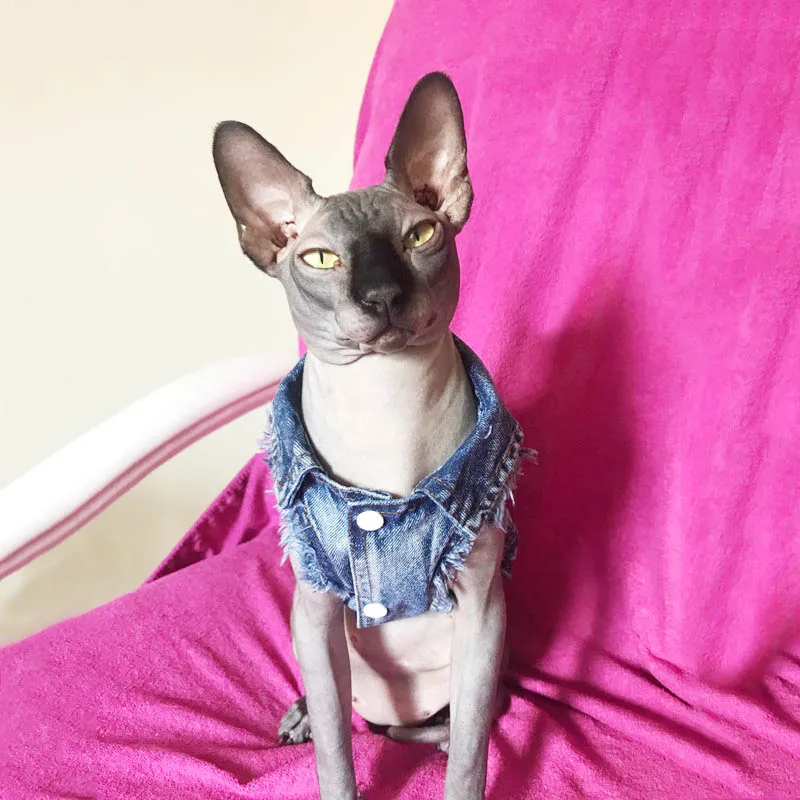 Beautiful, trendy sphynx cat denim jacket