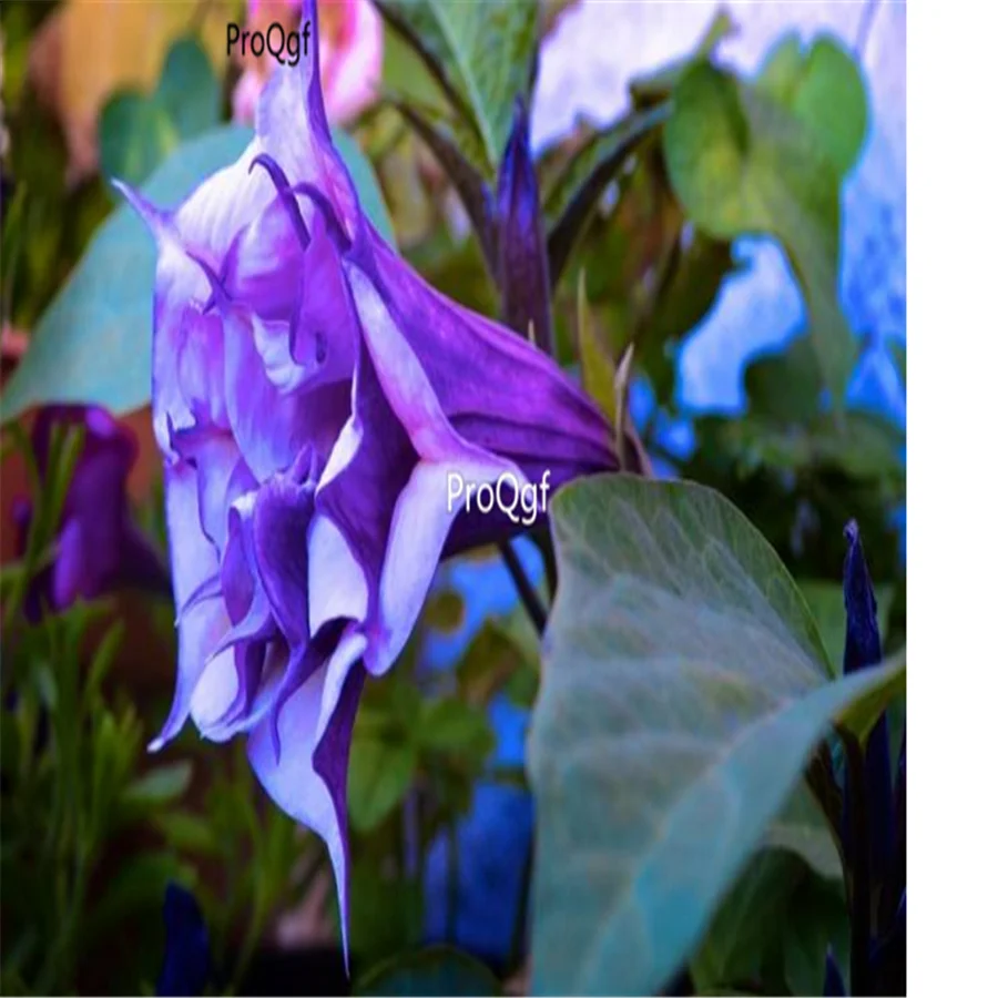 Ngryise 8000 шт набор Datura stramonium Мандала