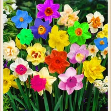 100 шт цветок желтый Нарцисс, Нарцисс Флорес(не луковицы нарциссов) бонсай цветочные плантации водные растения двойные лепестки Нарцисс сад pl