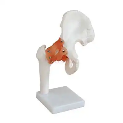 hip-bone-model-hip-joint-model-hip-bone-ligament-femur-structure-hospital-orthopedics-teaching-mold-stereo-medicine