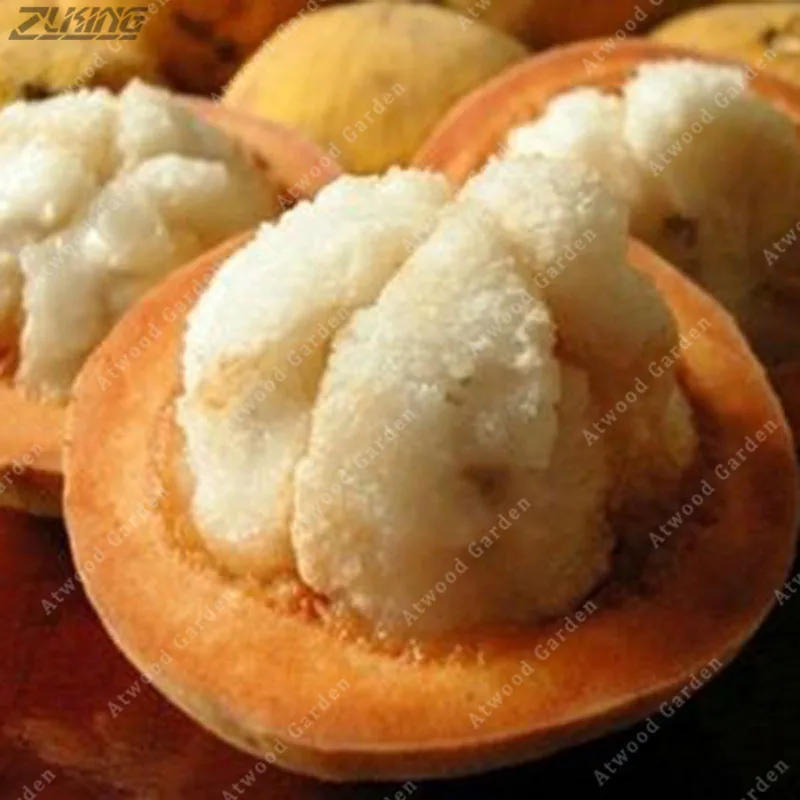 

5 PCS Queen Of Tropical Yellow Mangosteen Anticancer Natural Organic Original Nutrient-Rich Charms Soft Fruit