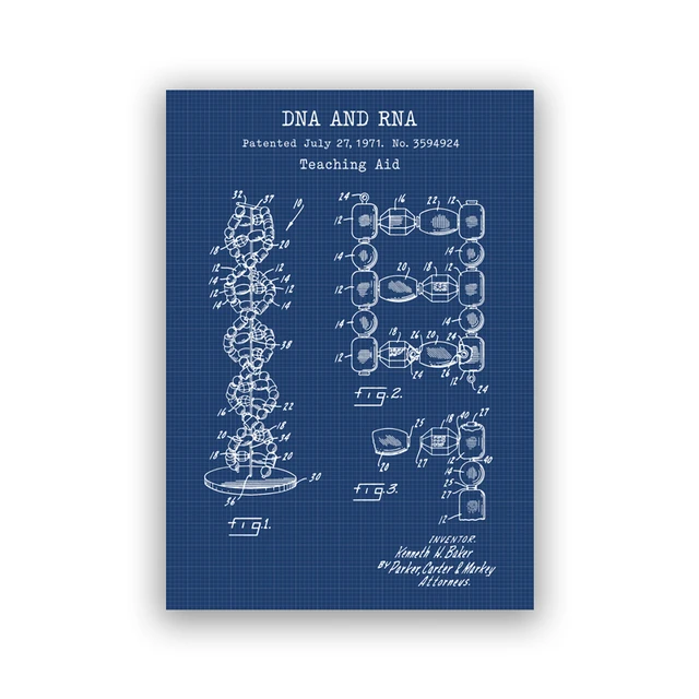 human dna and rna teaching aid patent poster genetics biology wall art canvas print medical student gift science painting decor