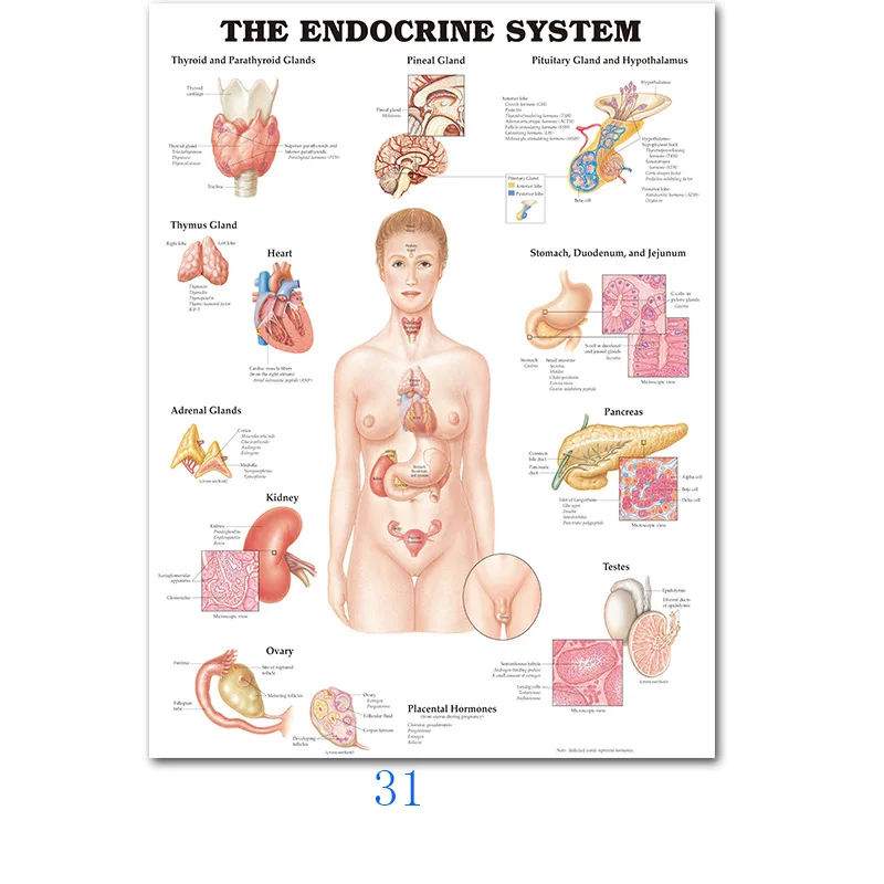 Сосудистая система, диаграмма, плакат, карта, холст, живопись, настенные картины для медицинского образования, доктор, офис, класс, домашний декор - Цвет: 31