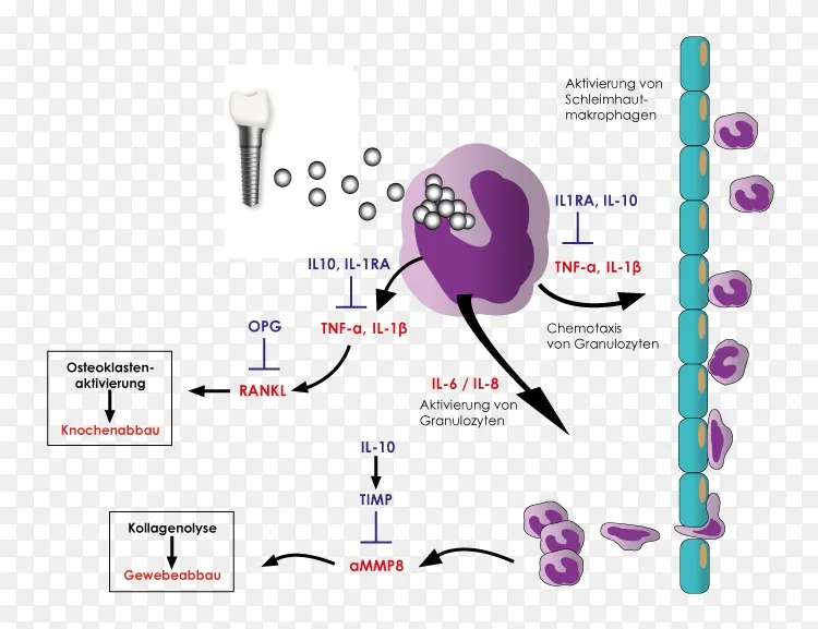 炎症 细胞因子 种植体 免疫系统 白介素png图片素材免费下载 图片编号2593657 Png素材网