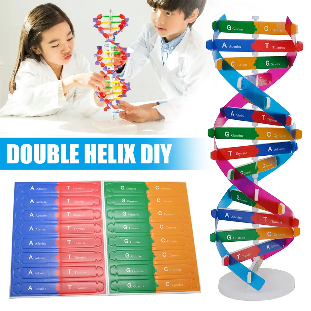 DIY DNA модель научный биологический эксперимент детская Сборка обучающая игрушка