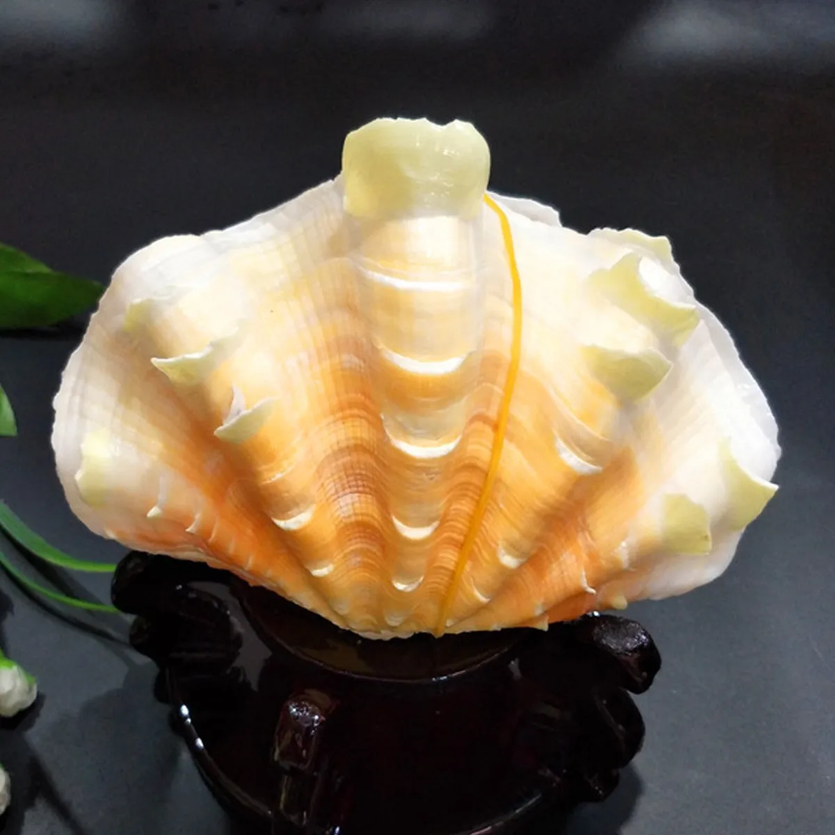 New 16-18cm Natural Sea Shell Conch Collectible Seashell Home Furnishing Marine Decor Fish Tank Accessories Aquarium Decorat | Дом и сад