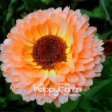 100 шт./упак. лучшее предложение! календулы розовый сюрприз цветок бонсай редкий Цвет удивительно красивые DIY Цветы для дома, сада