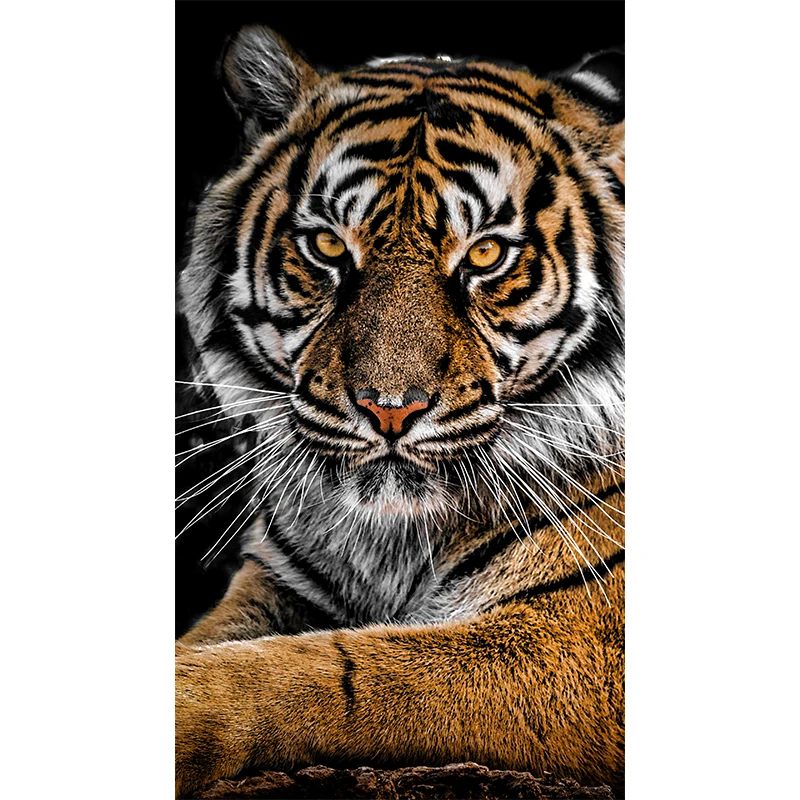 tiger poster