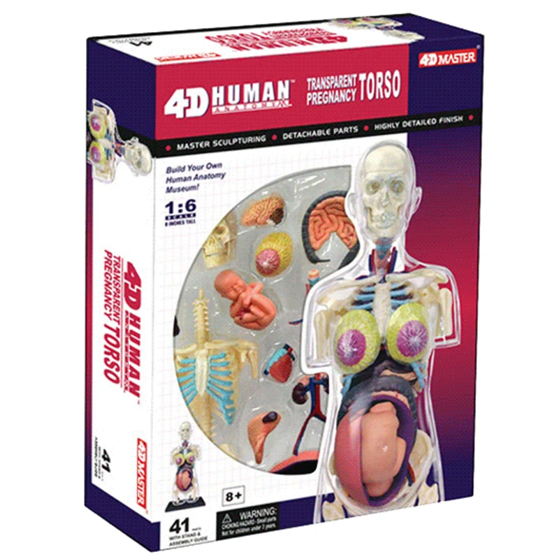 master puzzle conjunto brinquedo visceras reprodutiva humana pele renal órgão anatômico modelo medicina