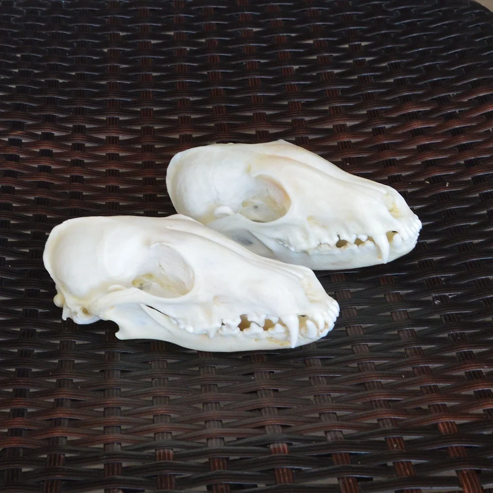 1pcs?2pcs,5pcs,10pcs Vulpes vulpes Red Fox, Silver Fox, Cross Fox Skull taxidermy real bone skeleton Christmas decoration gift