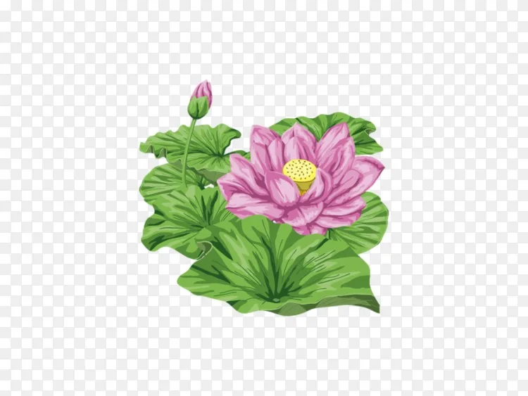 荷花莲花png图片素材免费下载 图片编号5053 Png素材网