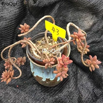

Prodgf 2Pcs A Set Cluster Graptopetalum.paraguayense