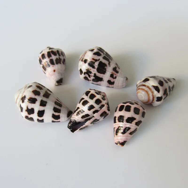 30pcs Natural Conch Shells Mini Conch Corn Screw Wall Decoration DIY