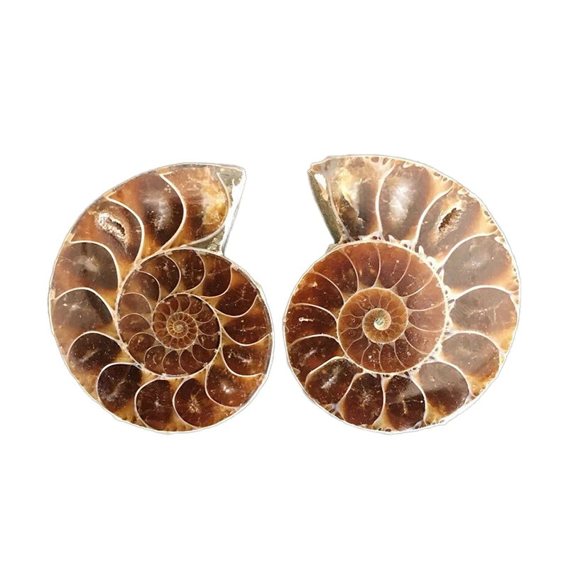 1 Pair Half Cut Natural Ammonite Shell Jurassic Fossil Specimen Madagascar 3-4cm | Дом и сад
