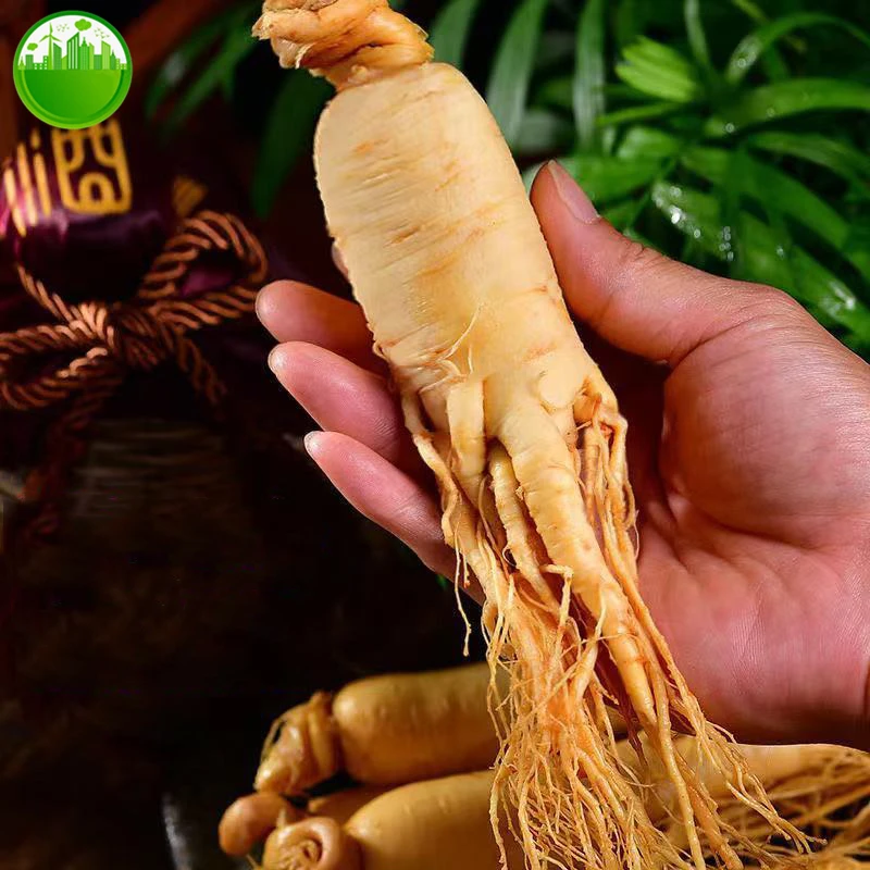 1283-4625a1.jpg Fresh Ginseng Root Wild Fresh Ginseng Changbai Mountain Fresh-keeping