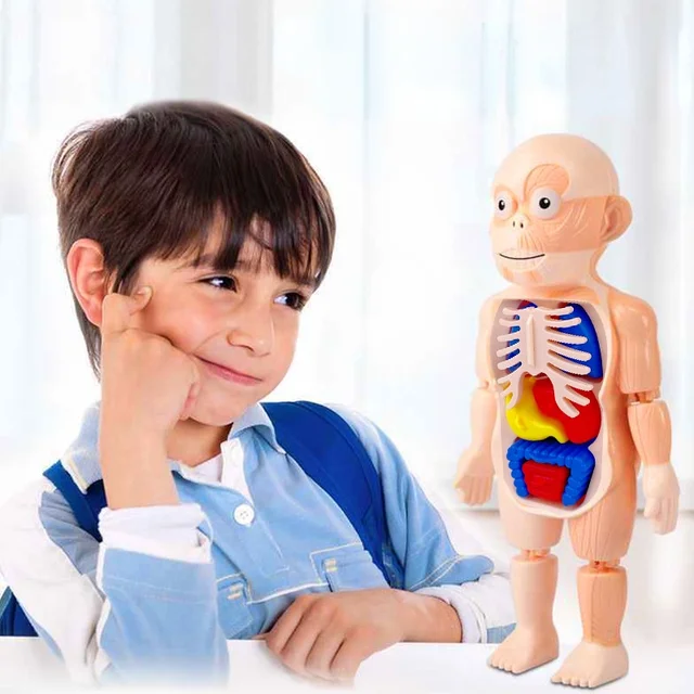 3D Human Body Anatomy Puzzle - Educational Organ Model for Kids STEAM Learning