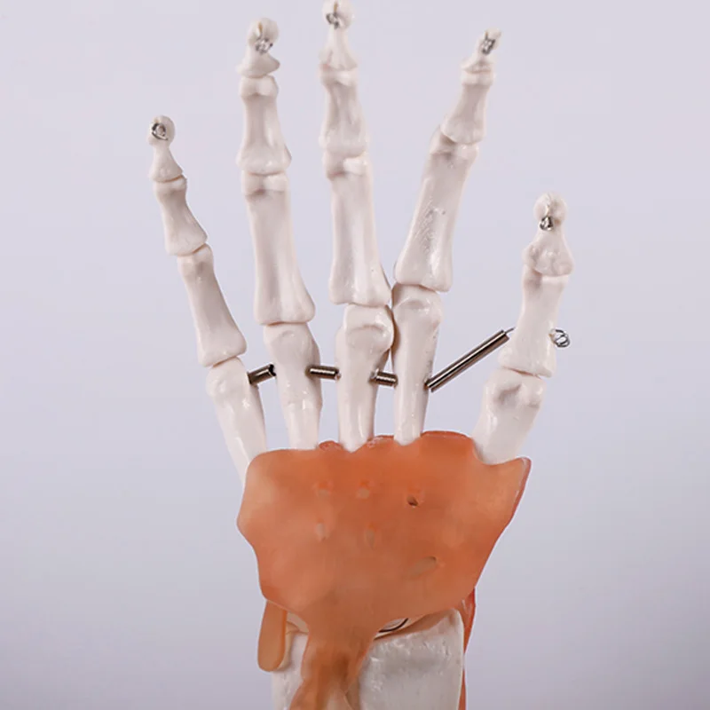 Medical Science Education Student Training Tools Advanced PVC Natural Size Hand Joint Model with Ligament BIX-A1030