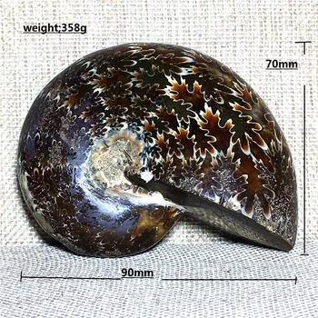 

Natural nautilus fossil Crystal Cluster Specimen Stone and craft reiki healing Decor Fossil chrysanthemum conch