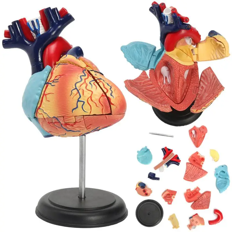

4D Human Heart Educational Toys Assembled Model Medical School Educational Model Teaching Tools