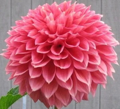 3 100 шт./упак. Dahlia цветочных растений, красивые и популярные цветок, бонсай для дома и сада и крыша здания, легко растить - Цвет: 3