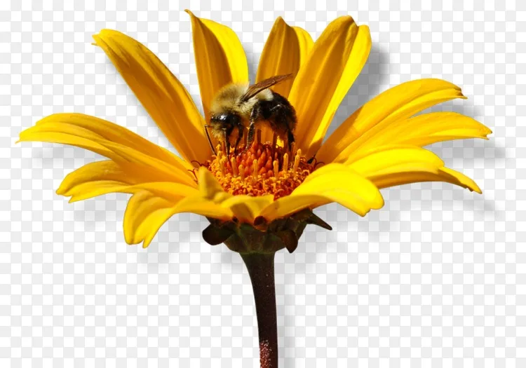 蜜蜂花蜜普通向日葵切花采蜜png图片素材免费下载 图片编号314 Png素材网