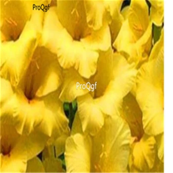 

Prodgf 8000Pcs A Set Gladiolus
