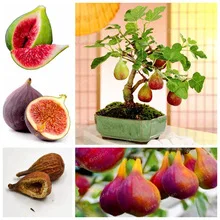 100 шт смесь(9 видов) фикус Карика инжир фруктовое дерево P-semillas P-Sementes