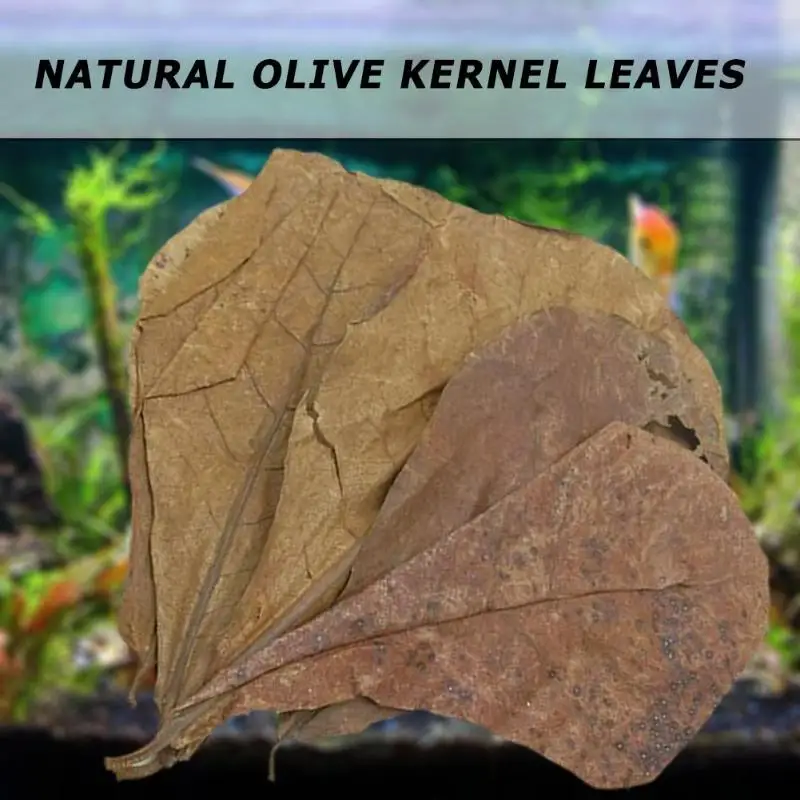 10pcs Natural Terminalia Leaves Reducing PH and Acidity of Balanced Water Island Almond Olive Leaf Fish Cleaning Fish Tank
