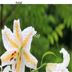 Prodgf 30 шт набор Lilium brownii Lily - Цвет: 6