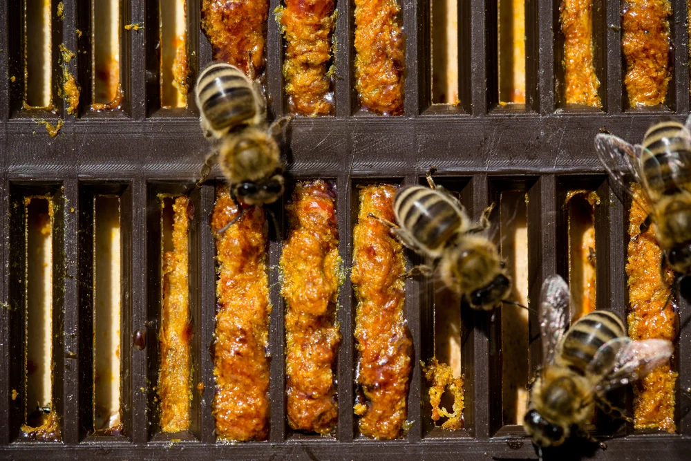 Ferramentas de apicultura